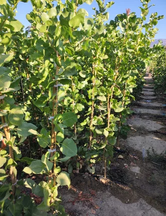 Detalle macetas vivero