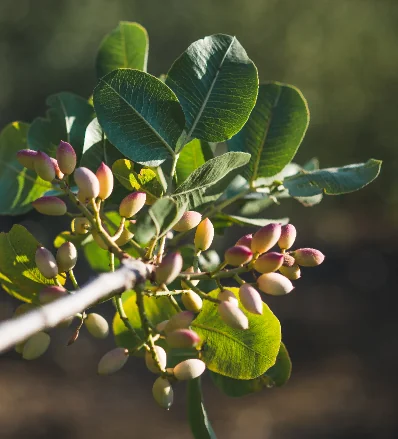 Detalle planta de pistacho