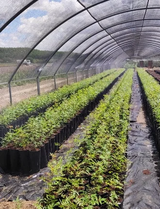 Macetas en interior de vivero