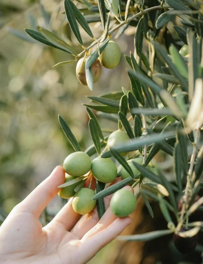 Mano sosteniendo aceitunas de un olivo