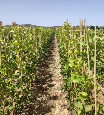 Plantas vivero árboles del sur