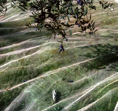 Protector para olivo