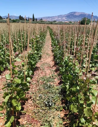 Vivero árboles del sur