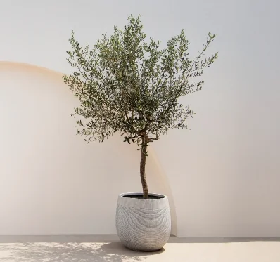 olive-tree-with-mediterranean-minimal-wall-exterior-architecture